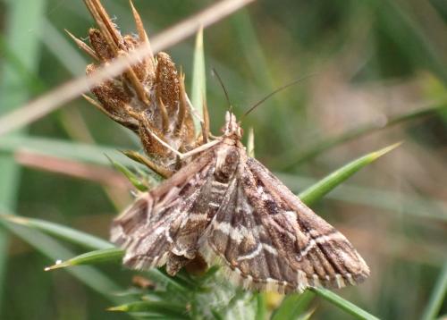 Réf. 348 242 : Diasemia reticularis